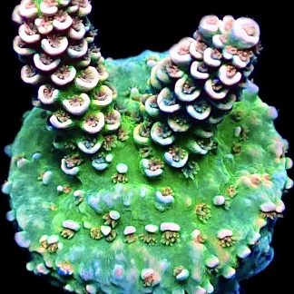 WYSIWYG 20H Rainbow Tenius Frag