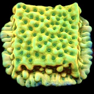WYSIWYG 23A Kung Pao Montipora Frag