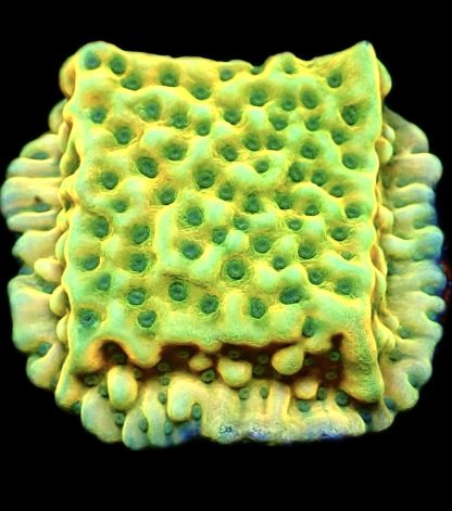 WYSIWYG 23A Kung Pao Montipora Frag