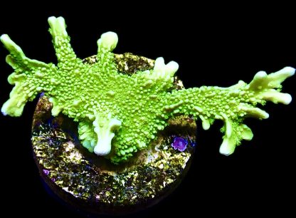 WYSIWYG 8A Elkhorn Montipora Frag