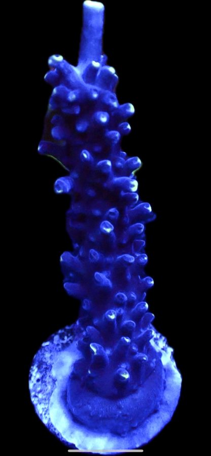 WYSIWYG 23E Greg C Ultimate Blue Staghorn Acropora Frag