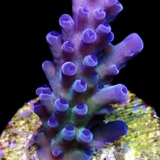 Miyagi Tort Acropora Frag Medium