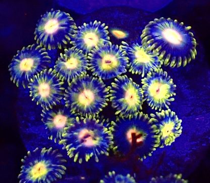 WYSIWYG B62 Zoanthid Frag