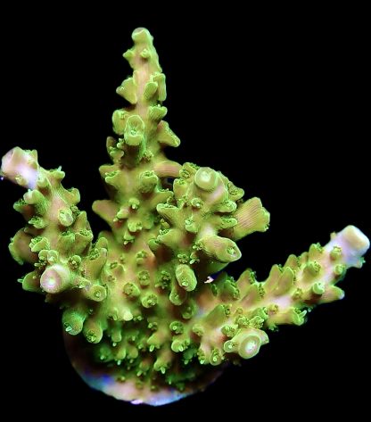 WYSIWYG 20D Green Slimer Acropora Frag Large