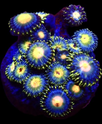 WYSIWYG  Zoanthid Frag B1