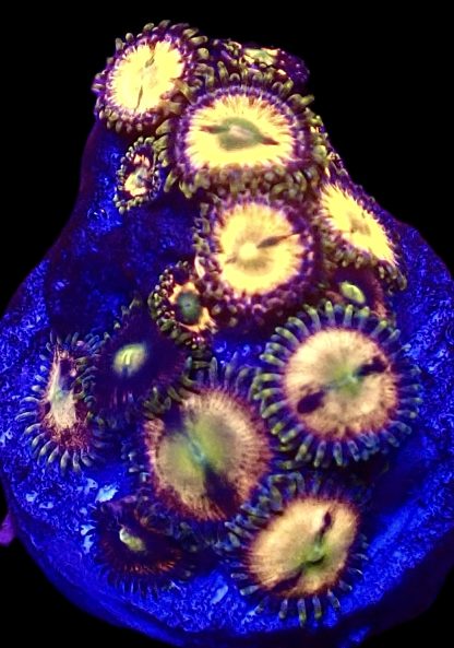 WYSIWYG Zoanthid Frag B4