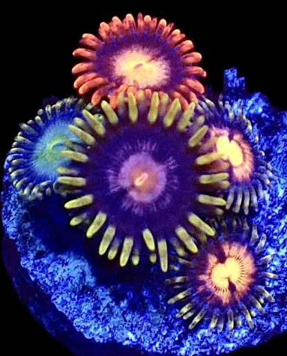 WYSIWYG B10 Zoanthid Frag