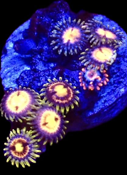 WYSIWYG  Zoanthid Frag B11