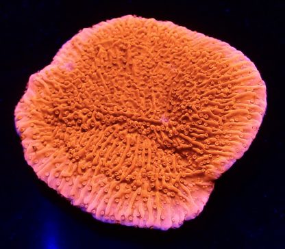 WYSIWYG 9D Orange Plating Montipora Frag Extra Large