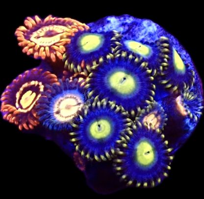 WYSIWYG  Zoanthid Frag B1