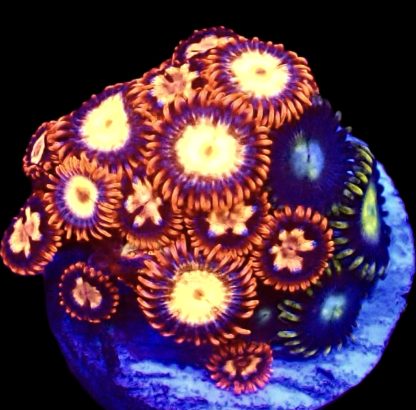 WYSIWYG B10 Zoanthid Frag