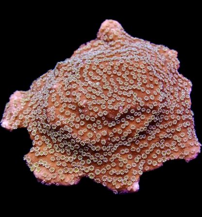 WYSIWYG 15D Green Eyed Monster Montipora Frag Large