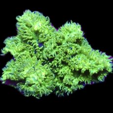 WYSIWG Super Green Hydnophora Frag 12