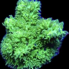 WYSIWG Super Green Hydnophora Frag 13