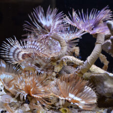 Feather Duster Worm Large