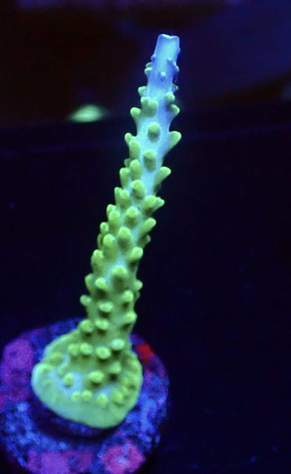 WYSIWYG 23J Turquoise And Blue Staghorn Acropora Frag