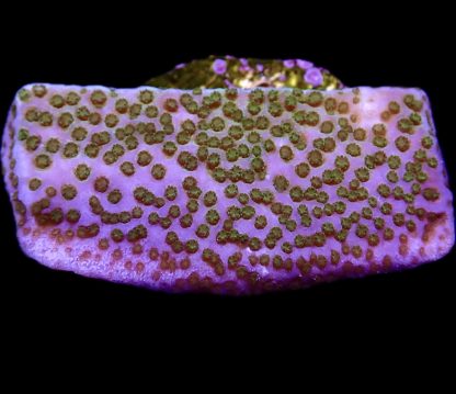 WYSIWYG 17A Pokerstar Montipora Frag- Large