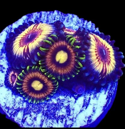 WYSIWYG Zoanthid Frag B17