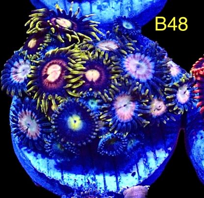 WYSIWYG Zoanthid Frag B48