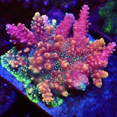 Pink Cadillac Acropora Frag