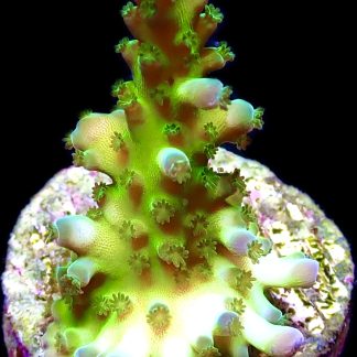 WYSIWYG 24G Violet Venom Acropora  Frag