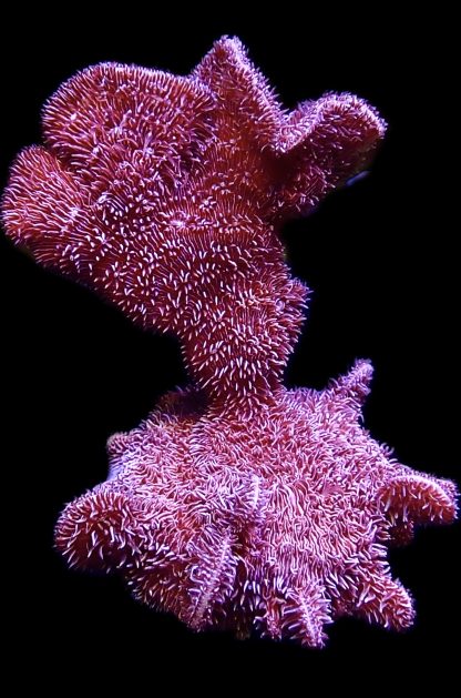 WYSIWYG 18K Purple Pavona Frag Extra Large