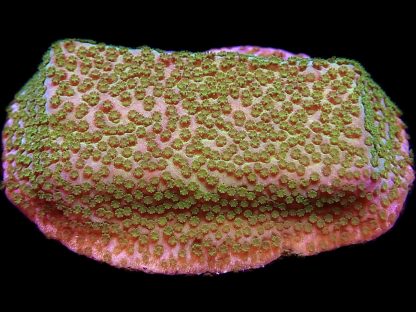 WYSIWYG 17A Pokerstar Montipora Frag- Large