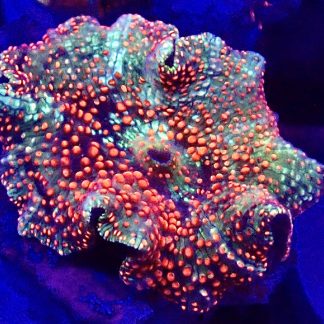 Scarlet Pimple Discosoma Mushroom