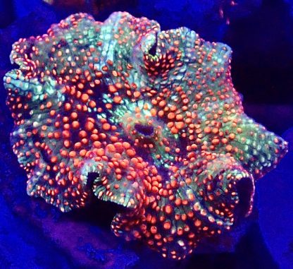 Scarlet Pimple Discosoma Mushroom