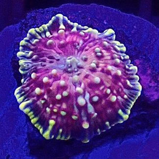 WYSIWYG Mushroom B1