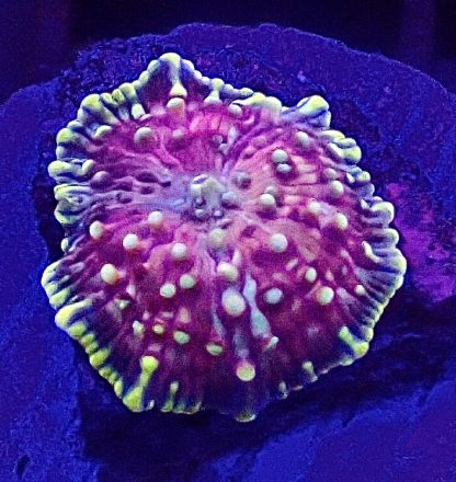 WYSIWYG Mushroom B1