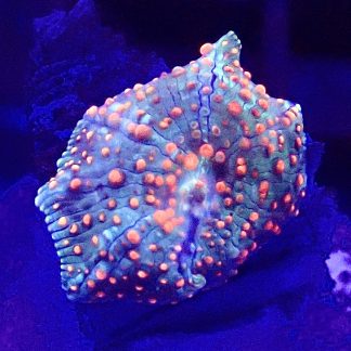 WYSIWYG  Discosoma Mushroom T4
