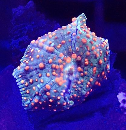 WYSIWYG  Discosoma Mushroom T4