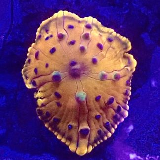 WYSIWYG  Discosoma Mushroom T3