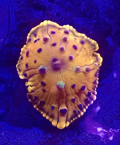 WYSIWYG  Discosoma Mushroom T3