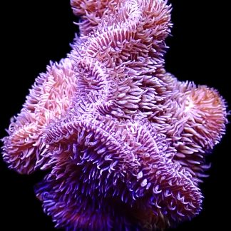 WYSIWYG 24D Purple Pavona Frag Large