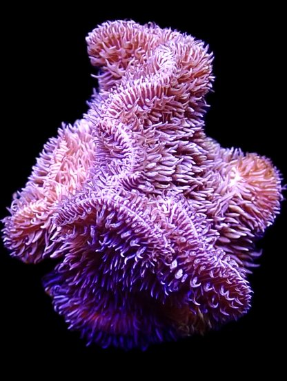WYSIWYG 24D Purple Pavona Frag Large