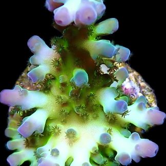 WYSIWYG 22i Violet Venom Acropora  Frag