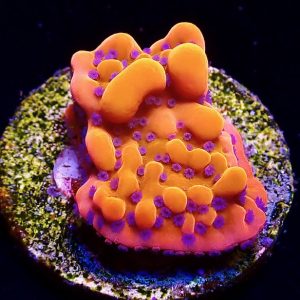Brain Freeze Montipora Frag
