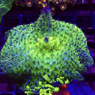 WYSIWYG A2 Jumbo Super Neon Discosoma Mushroom