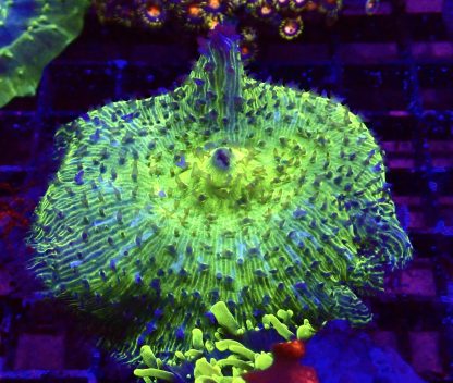 WYSIWYG A2 Jumbo Super Neon Discosoma Mushroom