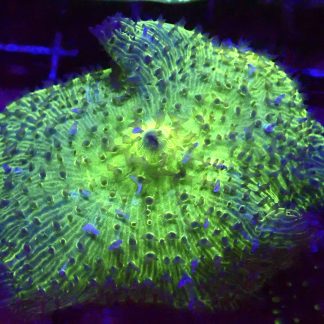 WYSIWYG A2 Jumbo Super Neon Discosoma Mushroom