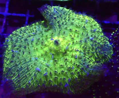WYSIWYG A2 Jumbo Super Neon Discosoma Mushroom