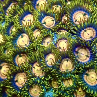 Blue Lagoon Zoanthid Frag 10+ Polyps