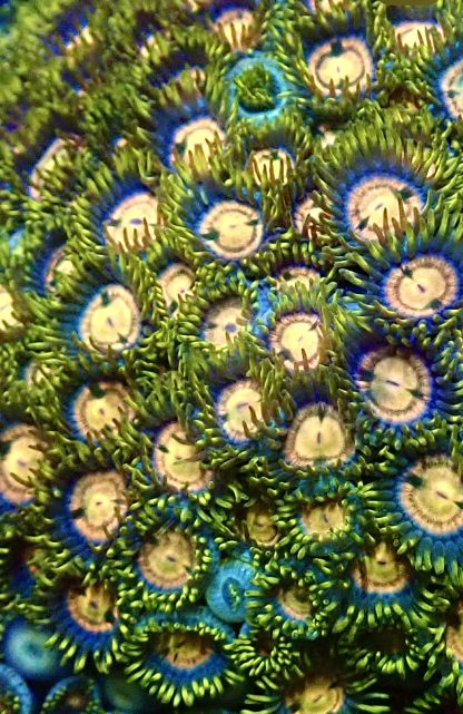 Blue Lagoon Zoanthid Frag 10+ Polyps