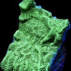 WYSIWYG 7J Ultra Metallic Scrolling Pavona Frag