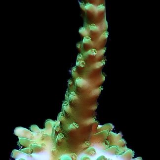 WYSIWYG 15H Turquoise And Blue Staghorn Acropora Frag