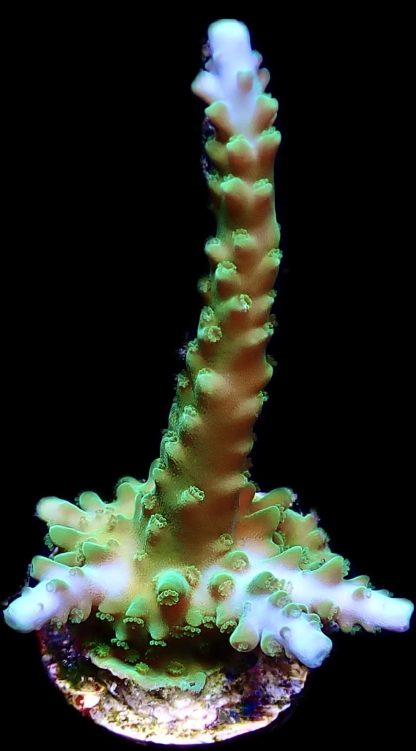 WYSIWYG 15H Turquoise And Blue Staghorn Acropora Frag