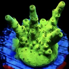 WYSIWYG 7C Deepwater Smoothskin Acropora Frag