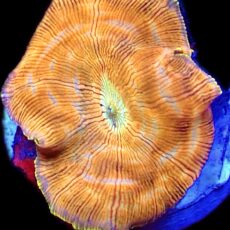 Golden Swirl Discosoma Mushroom